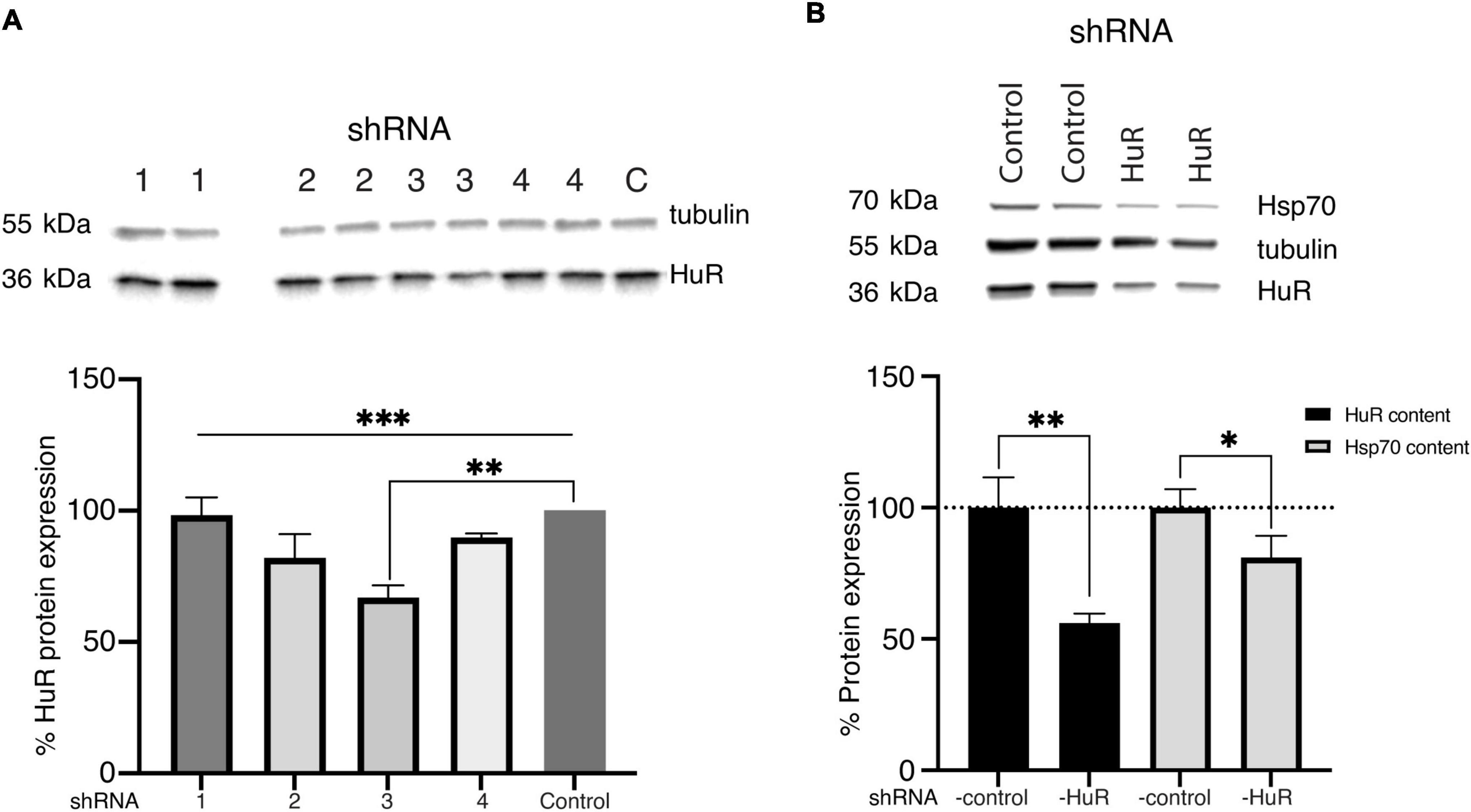 Deficiency of the RNA-binding protein ELAVL1/HuR leads to the failure of endogenous and exogenous neuroprotection of retinal ganglion cells